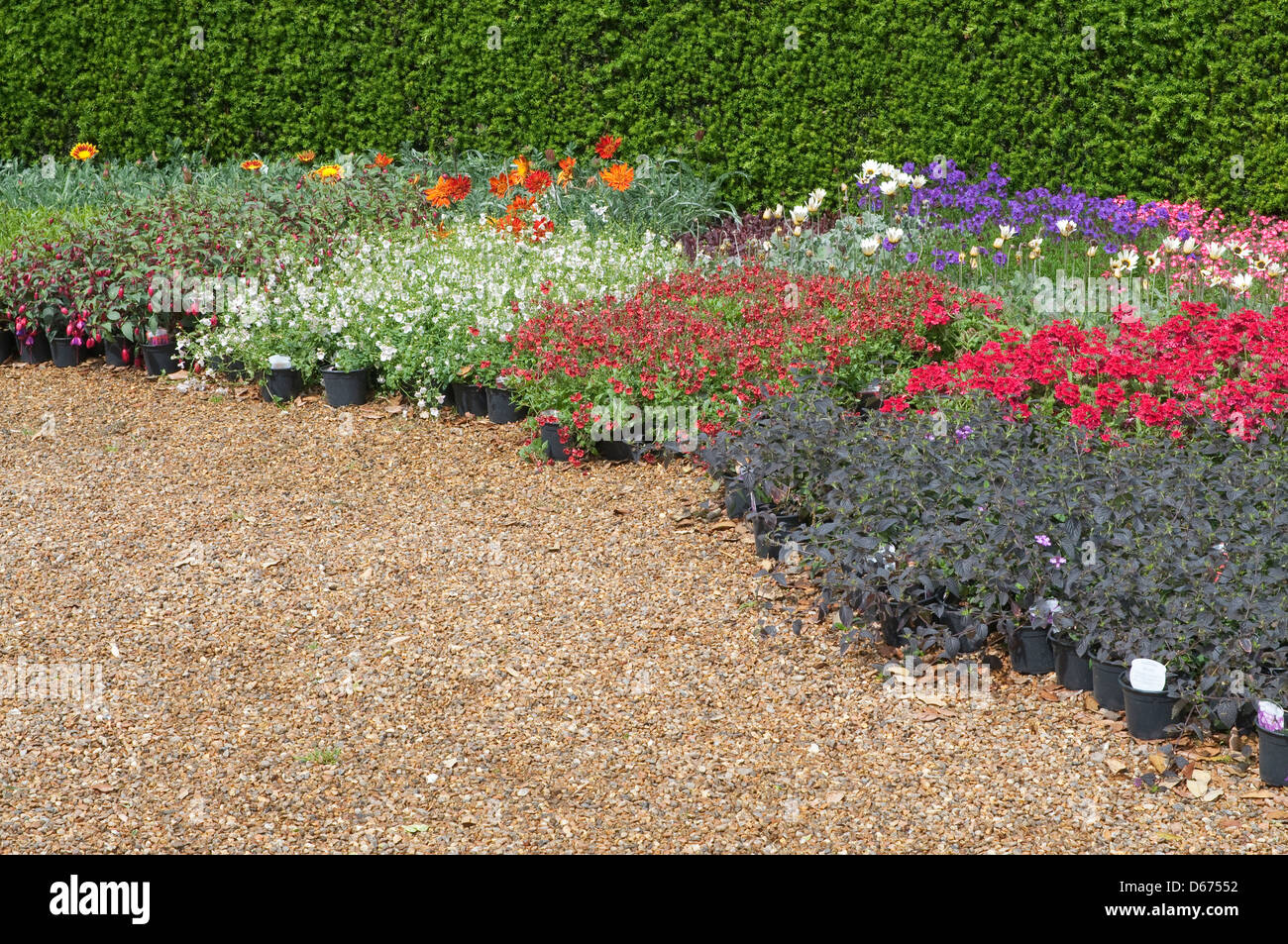 Englische Blumenbeete im Garten, Norfolk, England. Stockfoto