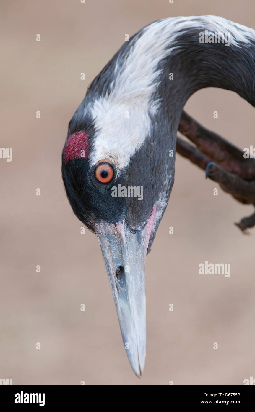 Kran, Grus Grus, Deutschland Stockfoto