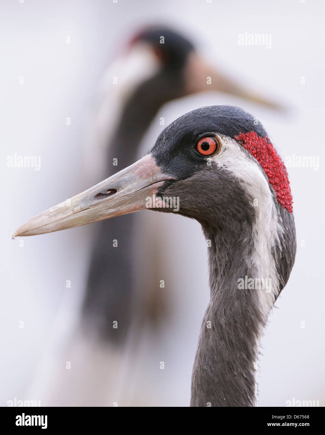 Kran, Grus Grus, Deutschland Stockfoto