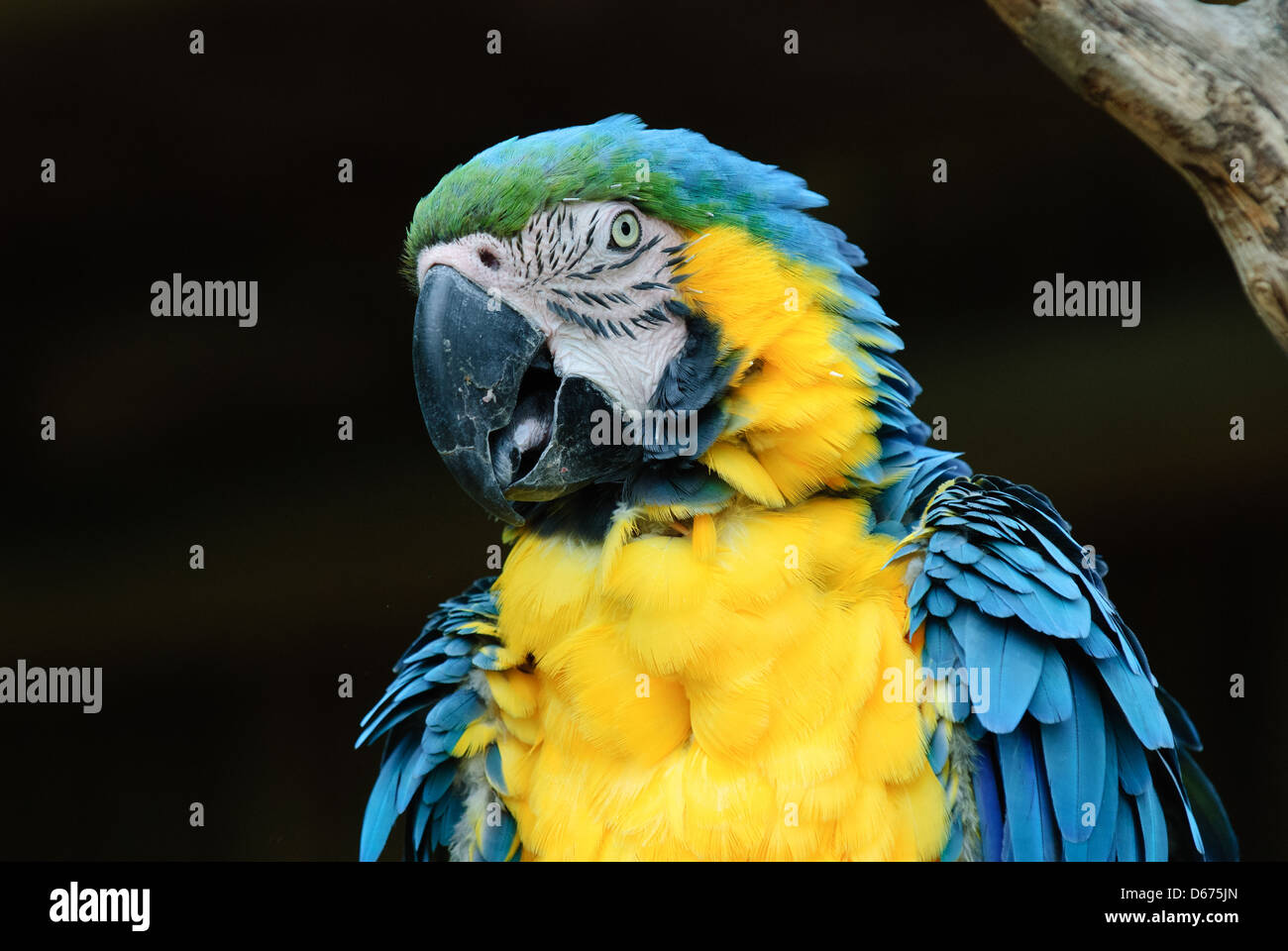 Porträt von einem blau-gelbe Ara Stockfoto