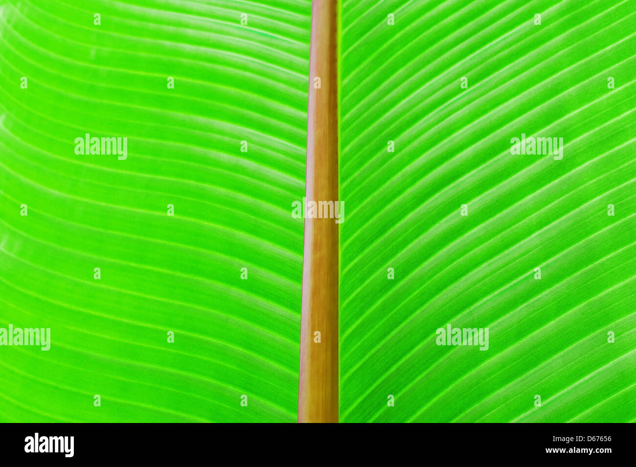 Grüne Textur des Bananenblatt. Natur-Hintergrund Stockfoto