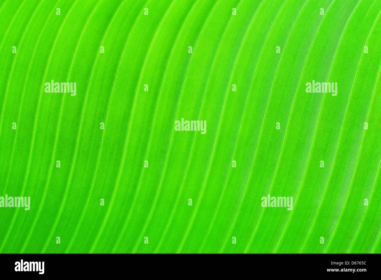 Grüne Textur des Bananenblatt. Natur-Hintergrund Stockfoto