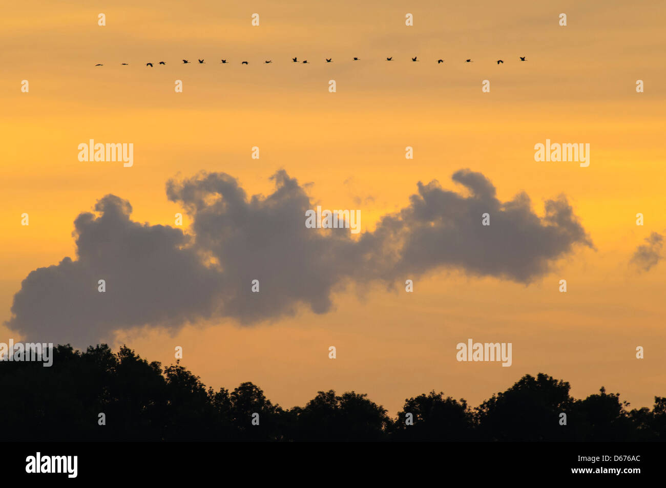Kraniche am Himmel, Grus Grus, Deutschland Stockfoto