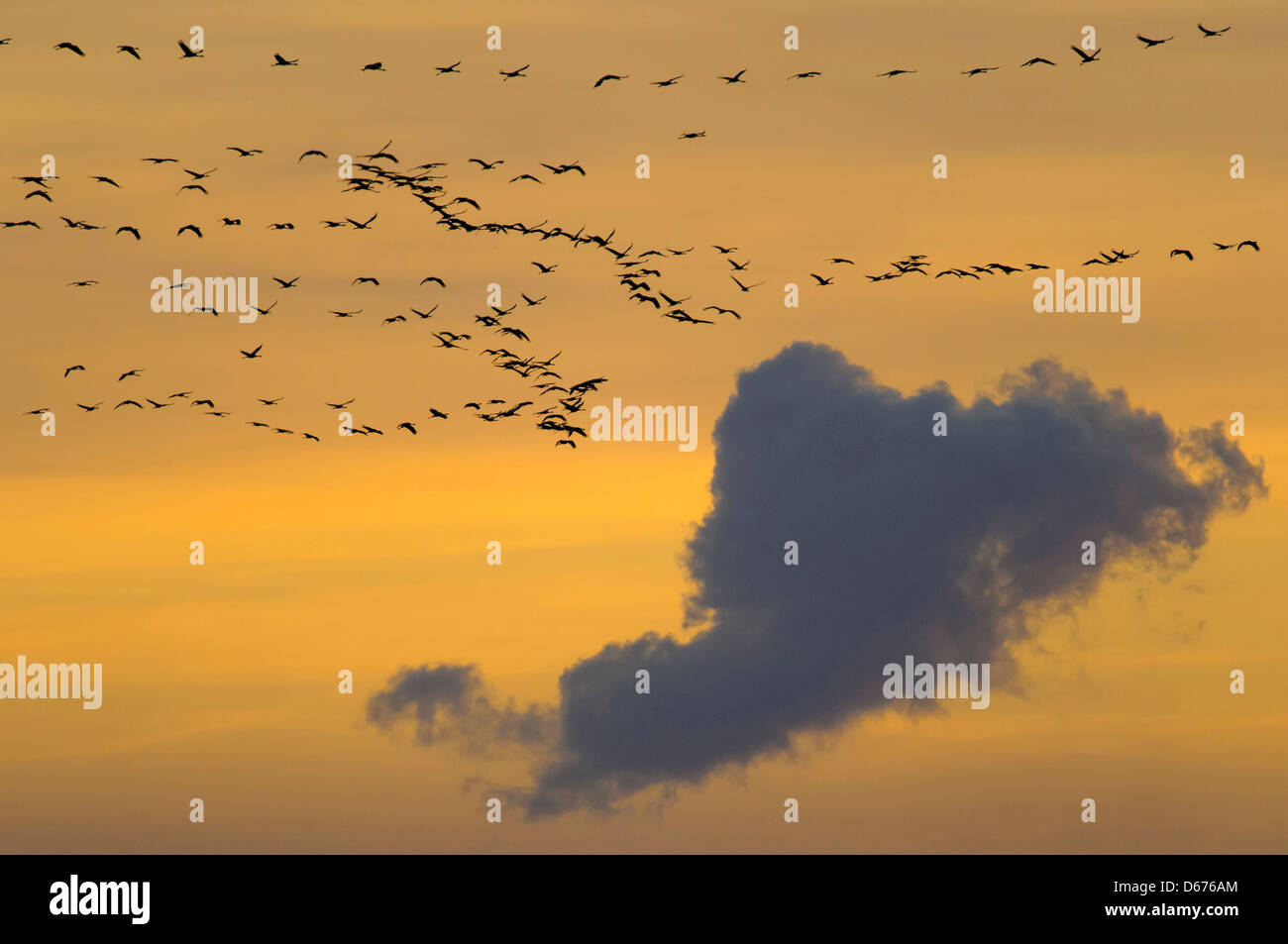 Kraniche am Himmel, Grus Grus, Deutschland Stockfoto