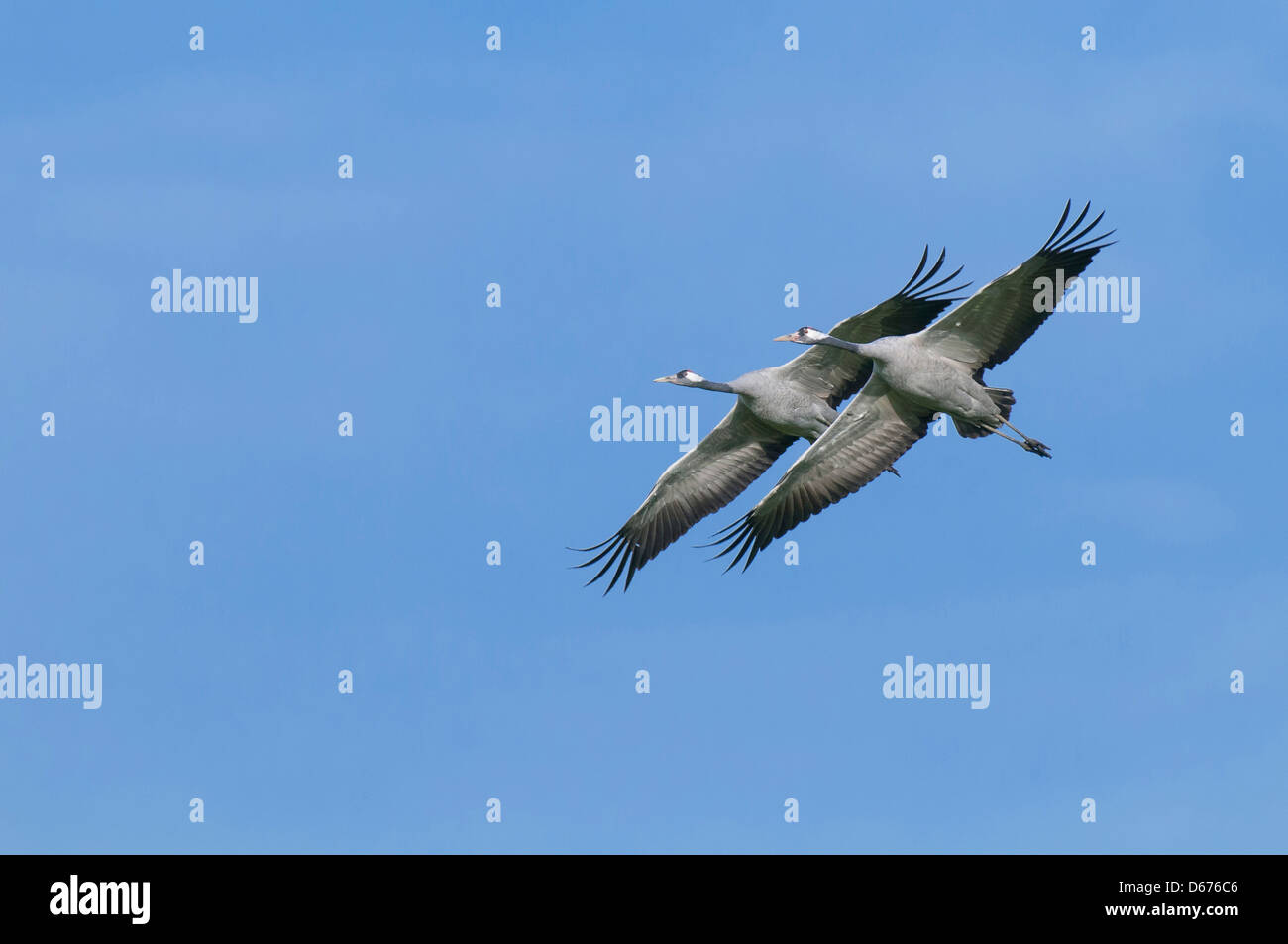 Kraniche im Flug, Grus Grus, Deutschland Stockfoto