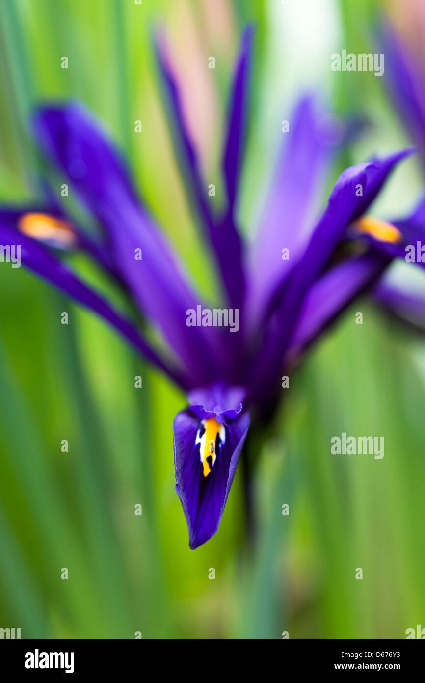 Blumen Iris reticulata 'Harmony'. Stockfoto