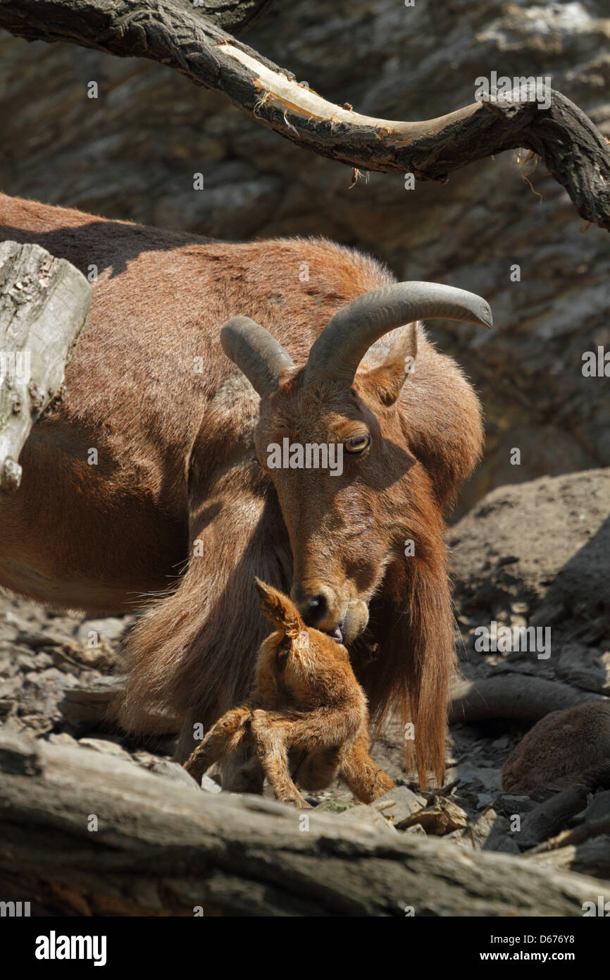 Mähnenspringer (Ammotragus Lervia) mit Neugeborenen Lämmern, Zoo Prag, Tschechische Republik Stockfoto