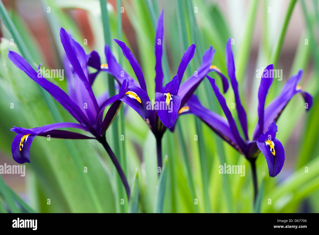Blumen Iris reticulata 'Harmony'. Stockfoto