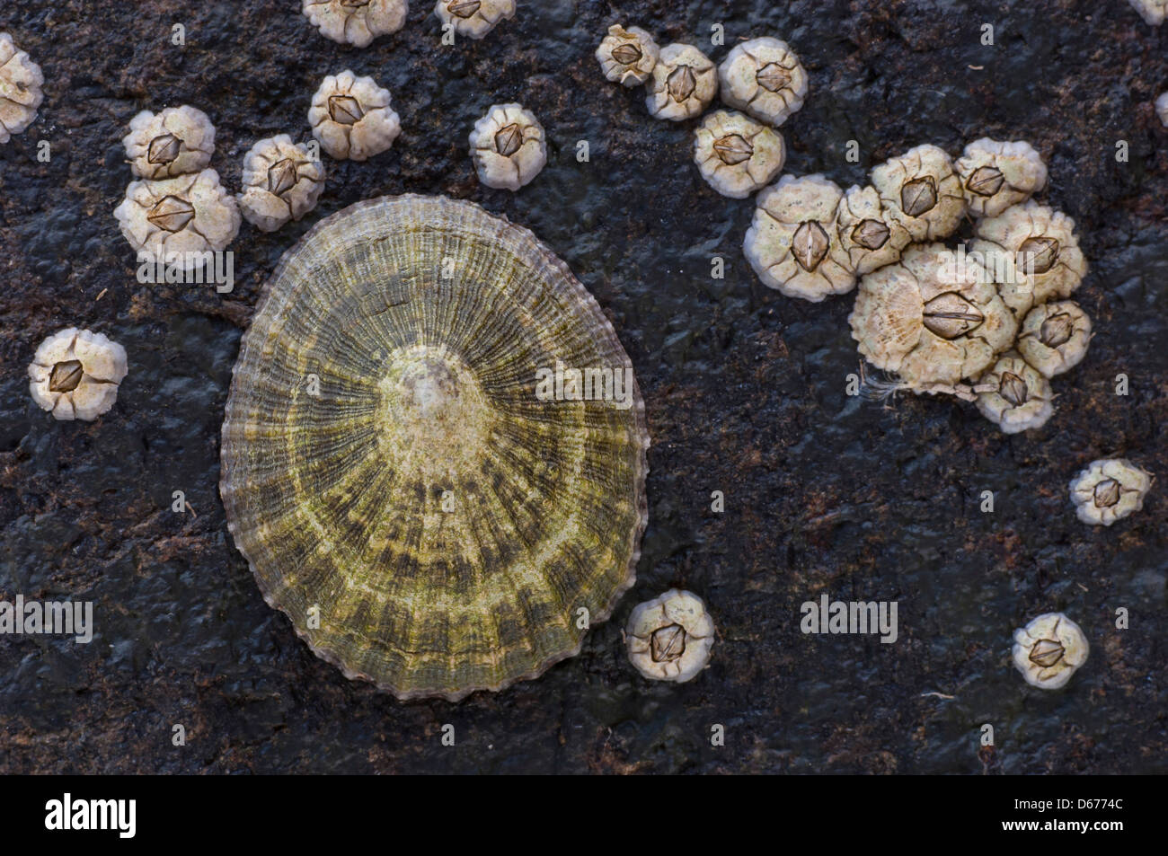 Muscheln auf einem Felsen, Norwegen Stockfoto