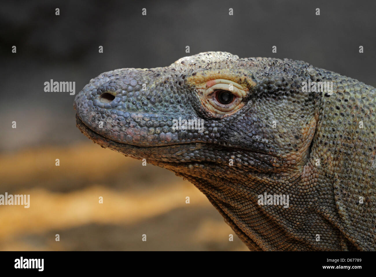 Komodo Dragon = Komodo Monitor (Varanus Komodoensis), Zoo Prag Stockfoto