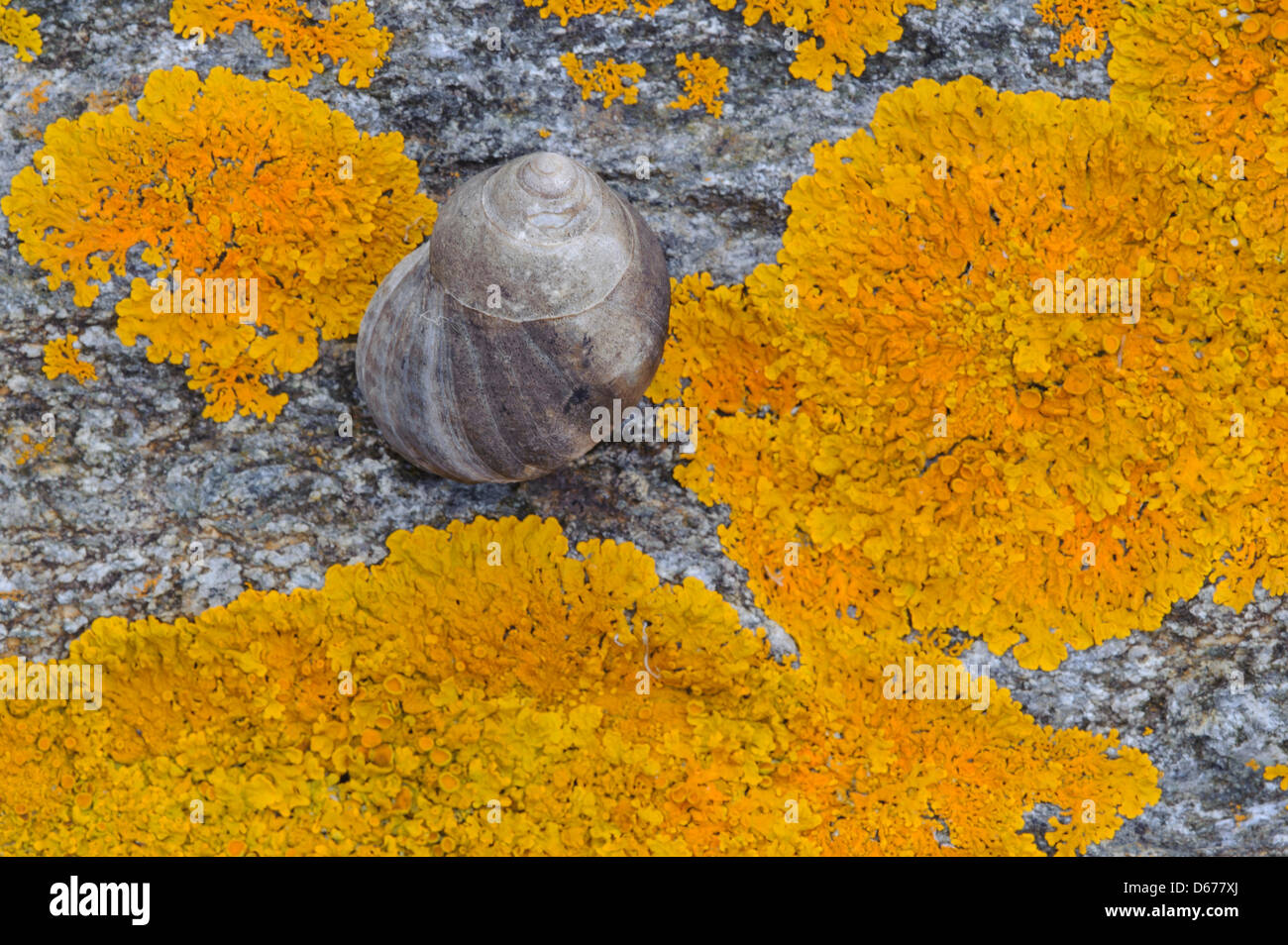 Meeresschnecken (Buccinidae) auf einem Felsen, Norwegen Stockfoto