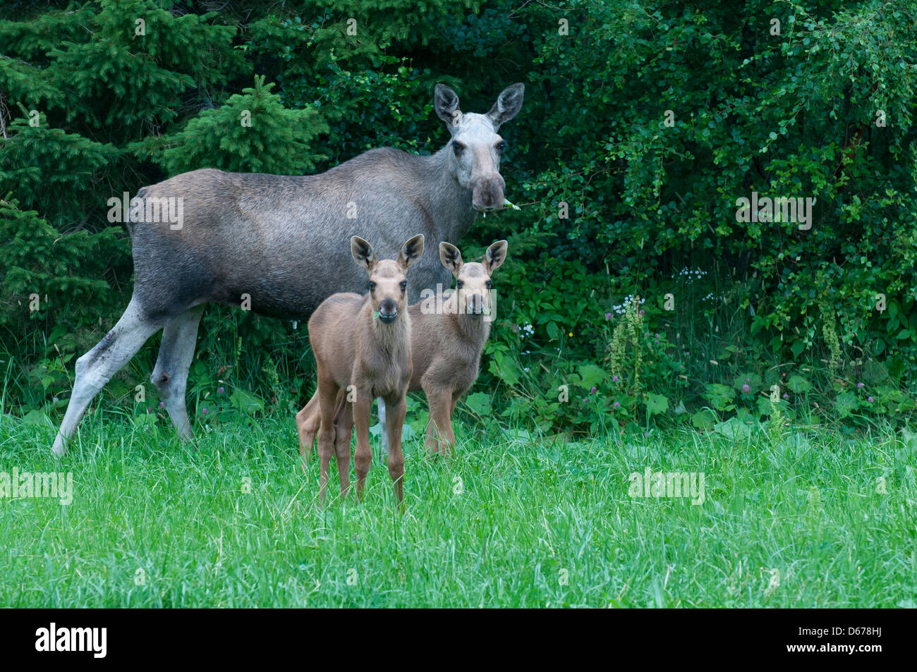 eurasischen Elch Kuh mit zwei Kälber, Alces Alces, Norwegen Stockfoto