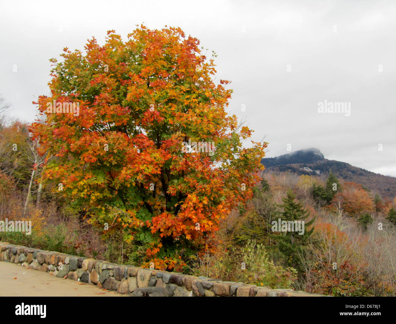 Baum mit schönen Farben und einem blauen Himmel Stockfoto