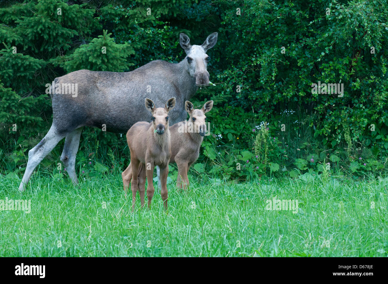 eurasischen Elch Kuh mit zwei Kälber, Alces Alces, Norwegen Stockfoto