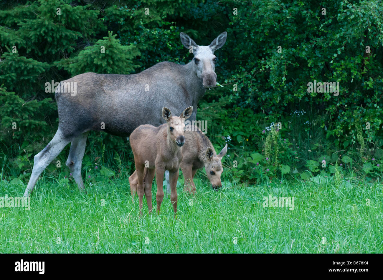 eurasischen Elch Kuh mit zwei Kälber, Alces Alces, Norwegen Stockfoto