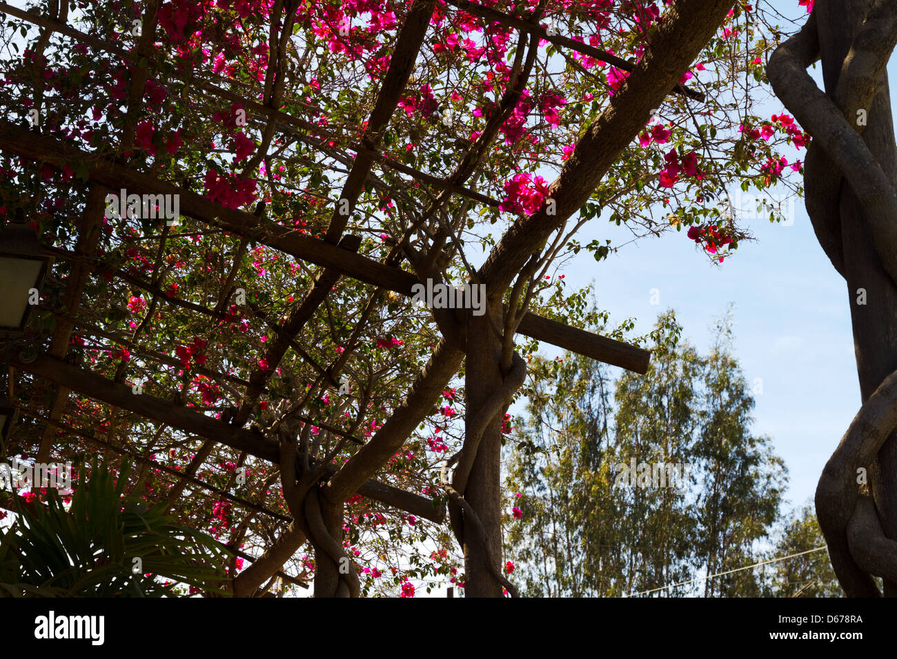 Bougainvillea wächst auf einem Gitter in Todos Santos, Mexiko Stockfoto