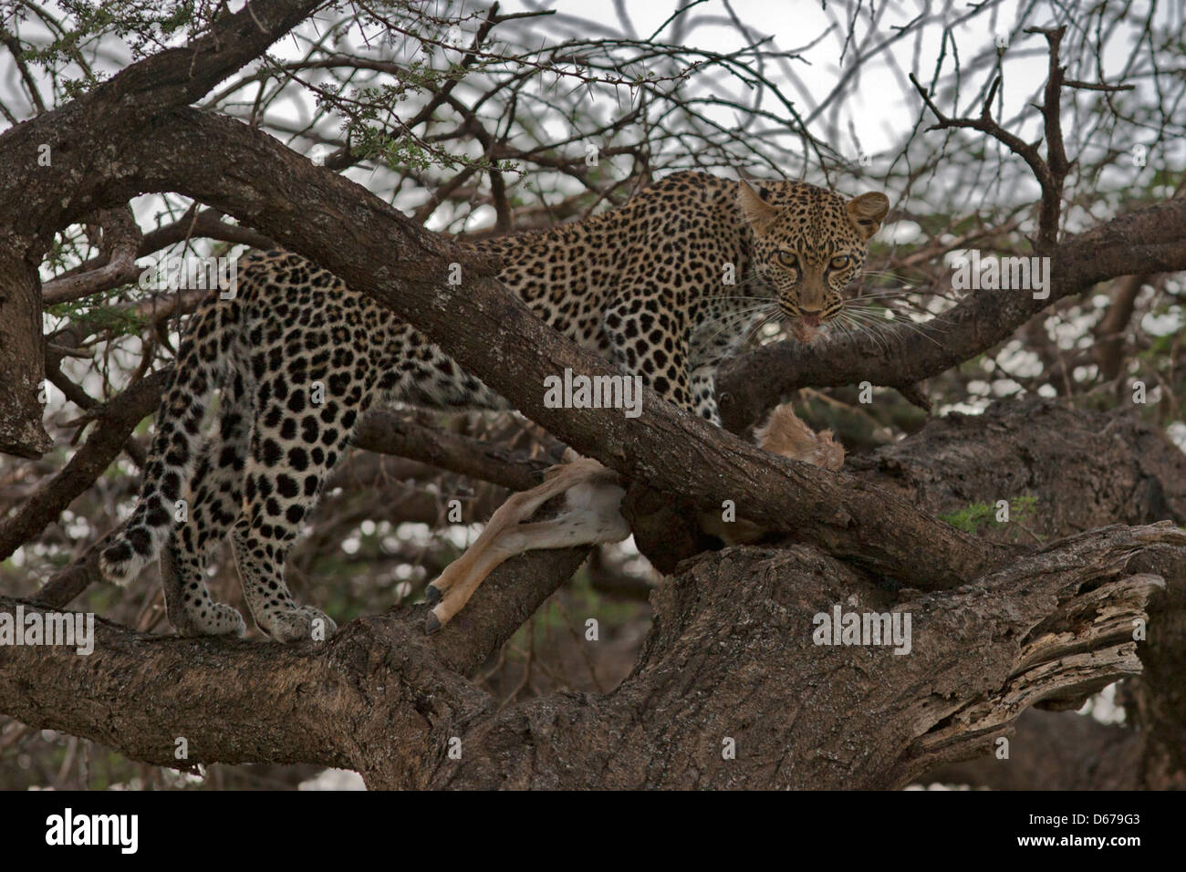 Leopard auf einen Baum mit jungen Thomson es gazelle Stockfoto