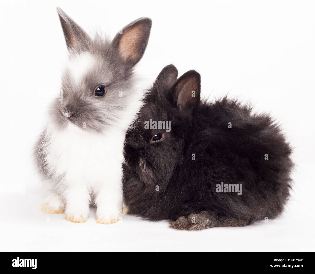 Zwei Kaninchen zusammen kuscheln isoliert auf weißem Hintergrund. Stockfoto