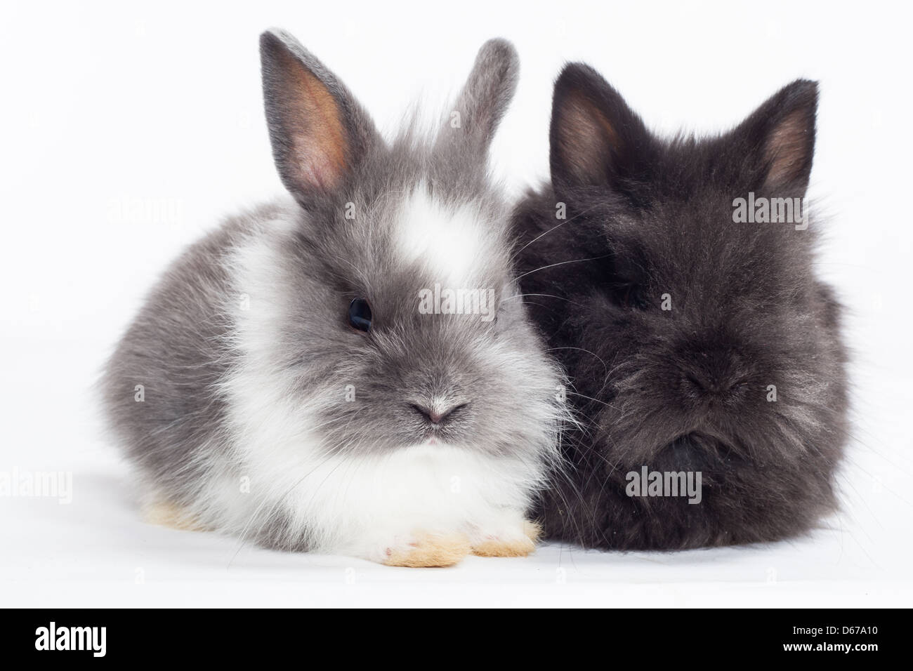 Zwei Kaninchen auf einem weißen Hintergrund Stockfoto