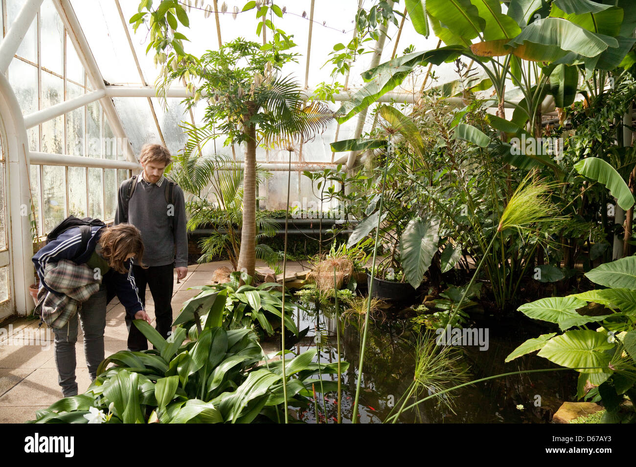 Personen an Regenwald-Pflanzen im Gewächshaus, Cambridge University Botanic Garden, Großbritannien Stockfoto