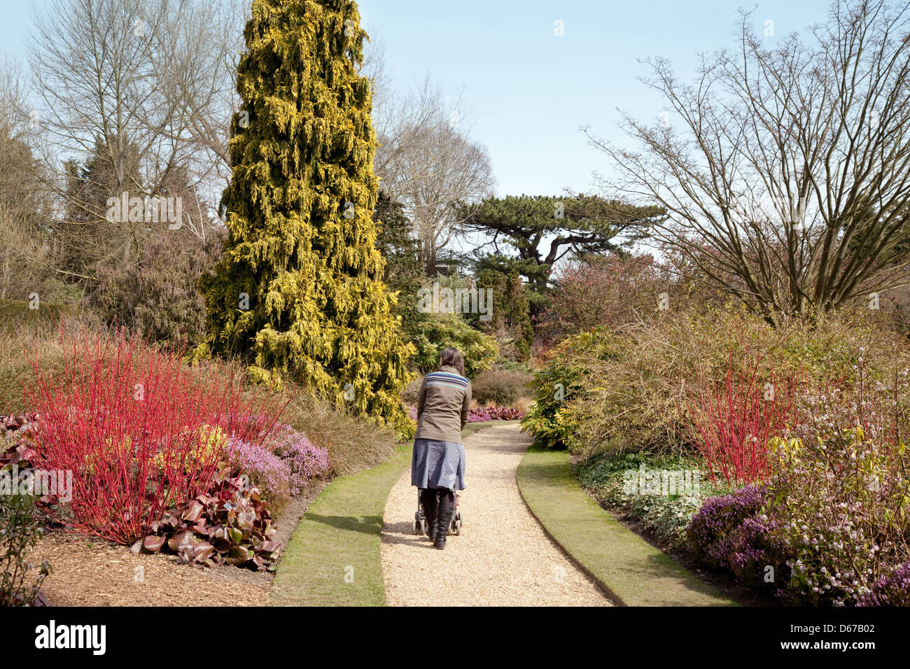 Eine Frau, die zu Fuß in den Wintergarten, Cambridge Botanic Garden, Cambridge, UK Stockfoto