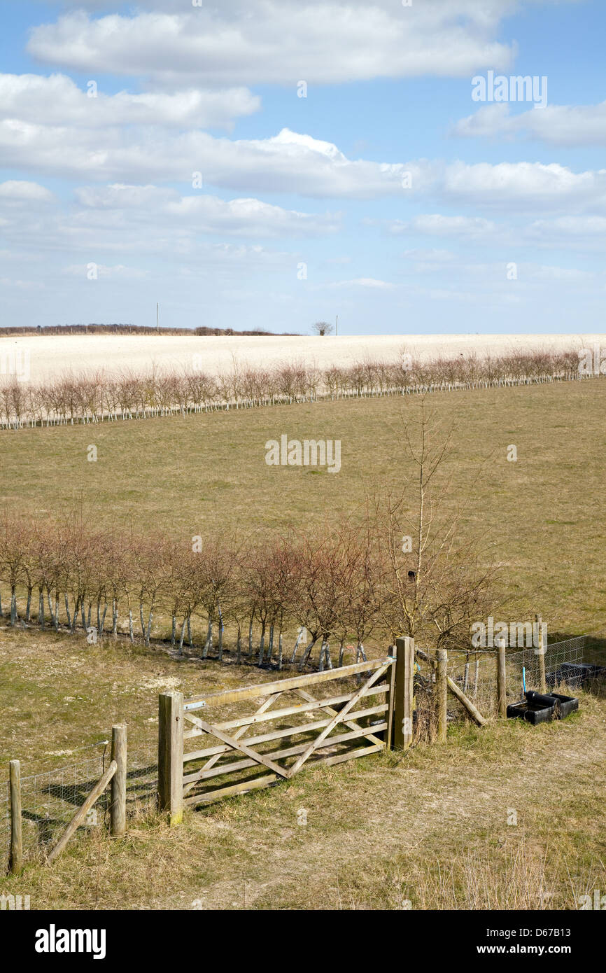 Ein Blick über Felder Cambridgeshire und Landschaft, East Cambridgeshire, Großbritannien Stockfoto
