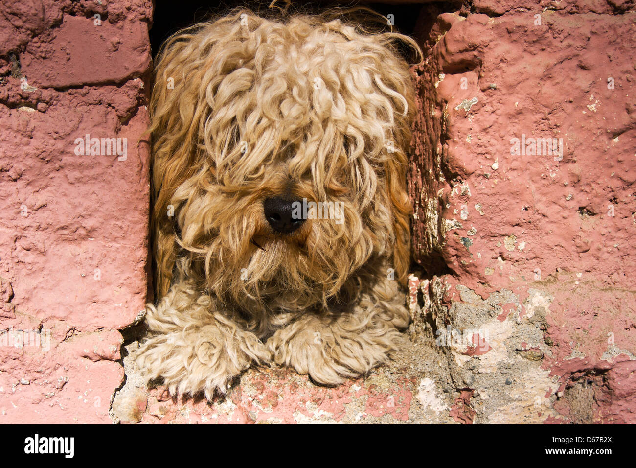 Zottig behaart Hund Blick aus Fenster in ein Haus aus Stein in der Ourika Tal, Marokko. Stockfoto