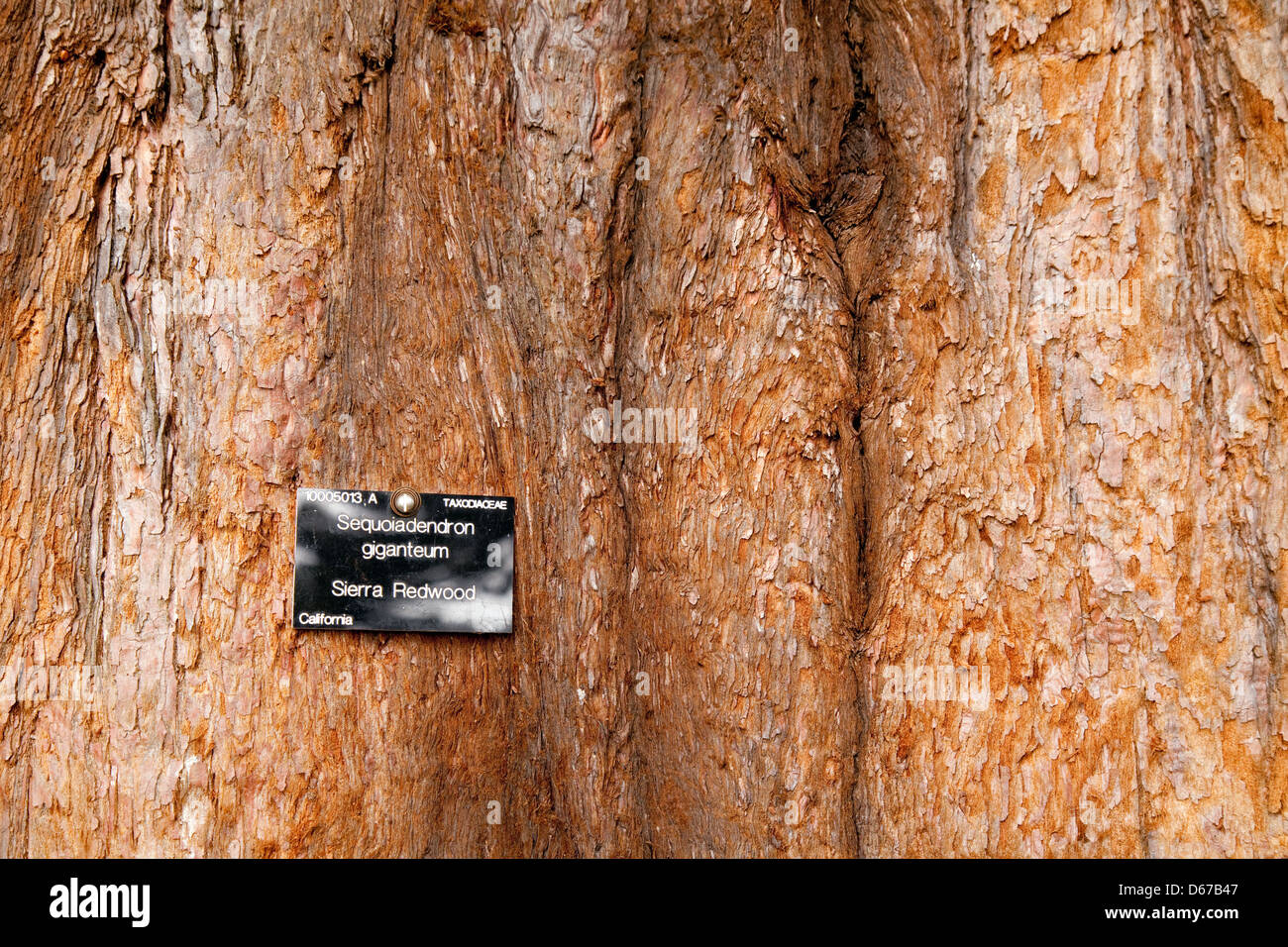 Nahaufnahme des Rumpfes und der Rinde von einem Mammutbaum Sierra Redwood-Baum, Cambridge Botanischer Garten, UK Stockfoto