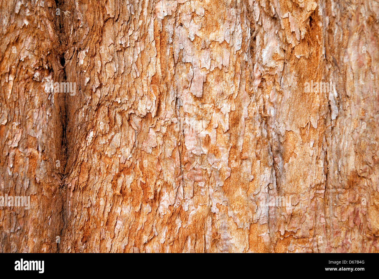 Nahaufnahme des Rumpfes und der Rinde von einem Sierra Giant Sequoia Mammutbaum, Sequoiadendron giganteum Stockfoto