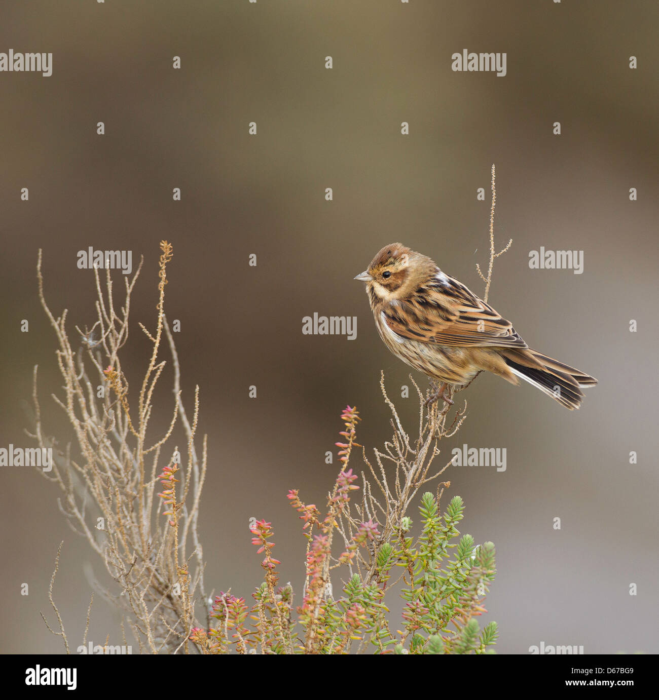 Emberiza Schoeniclus - weibliche Reed Bunting gehockt Busch Stockfoto