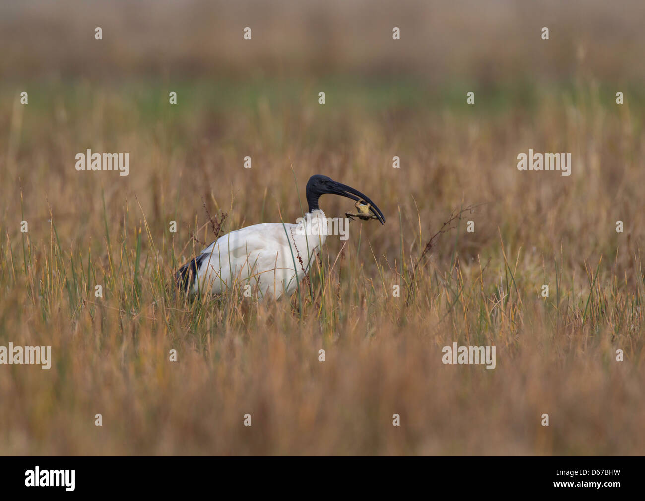 Threskiomis Aethiopicus - Sacred Ibis Essen einen Frosch Stockfoto