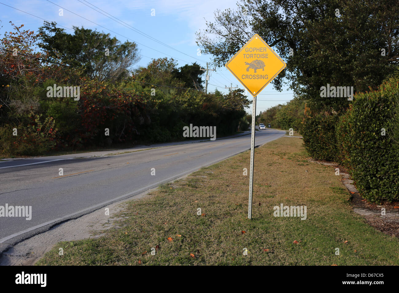 Gopher-Schildkröte (Gopherus Polyphemus) Kreuzung Straßenschild auf Sanibel Island, Florida, USA Stockfoto
