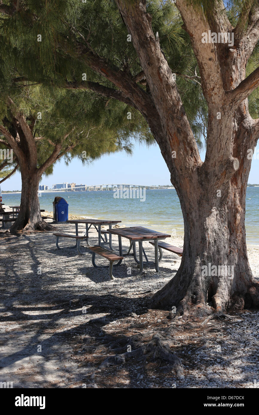 Ein Picknick-Park und australischen Kiefern auf Sanibel Island, Florida, USA Stockfoto