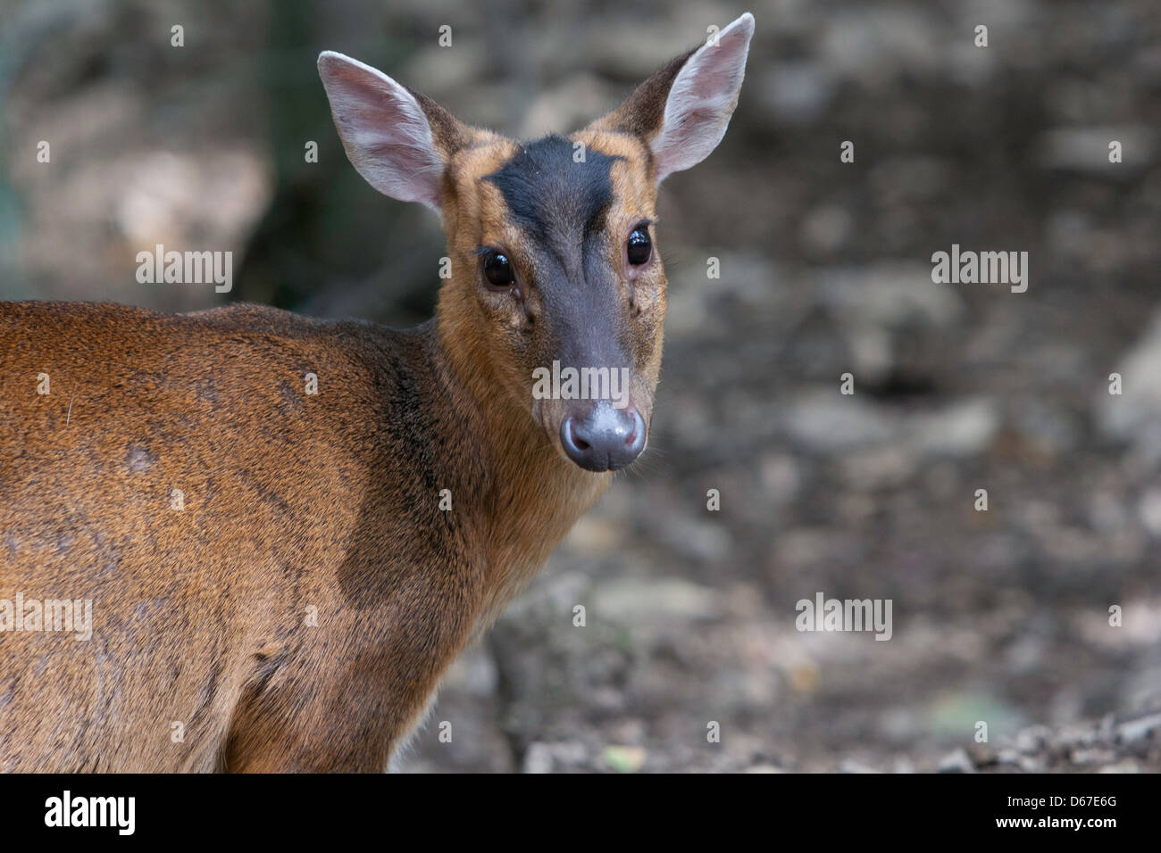 Muntiacus Muntjak - Muntjac Rotwild im Wald stehen Stockfoto