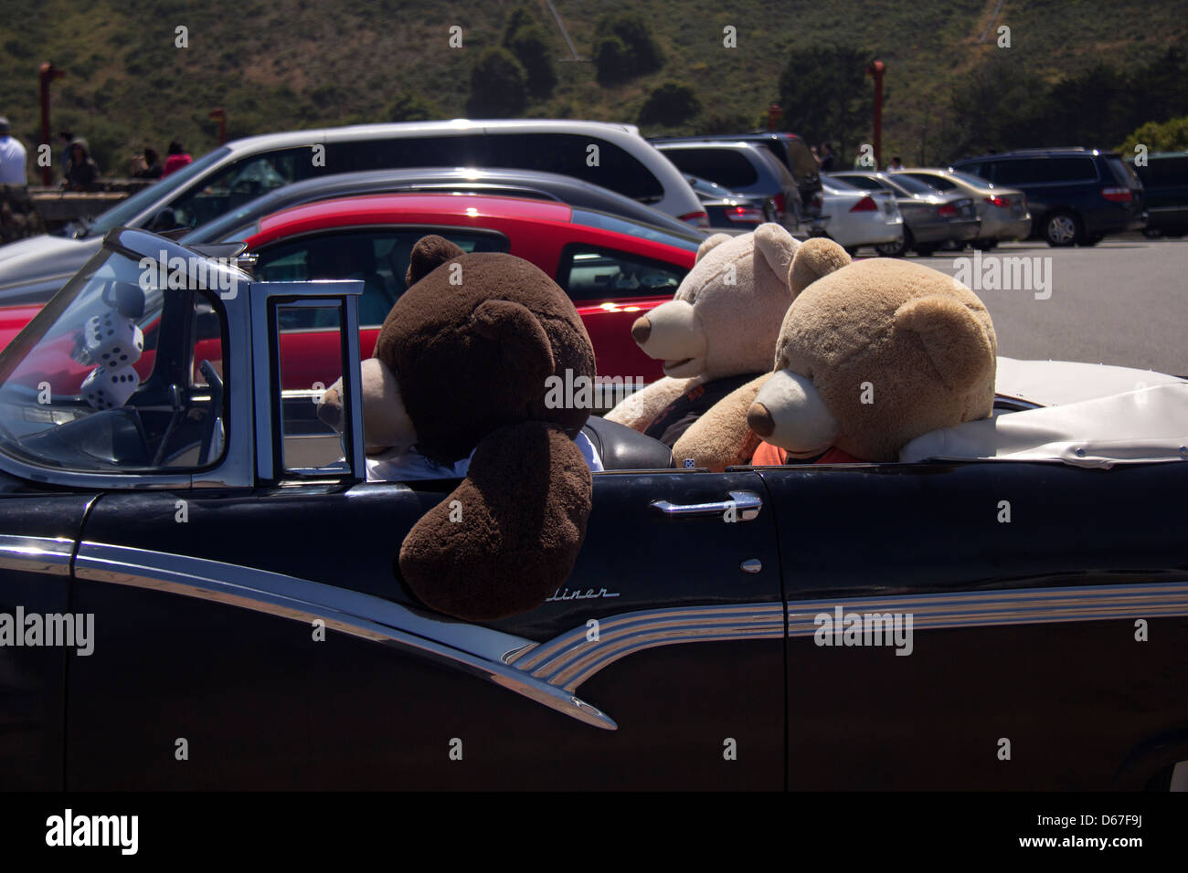 Lebensgroße ausgestopften Bären sitzen in einem klassischen Chevy Fairlane 500 San Francisco, Kalifornien, USA, Nordamerika. Stockfoto