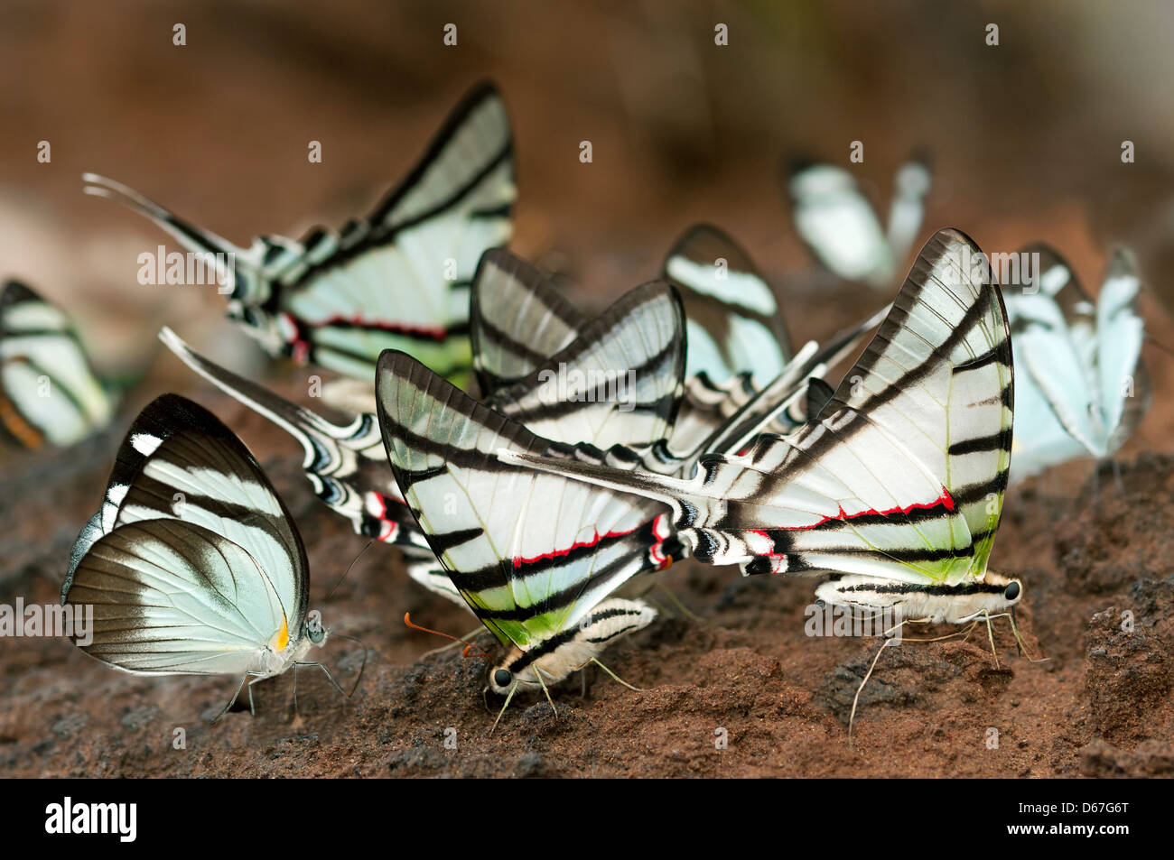 Schlamm-Puddel tropische Schmetterlinge Gaucolaus Kite und schwarz gebändert weiß, Naturschutzgebiet Tambopata, Region Madre De Dios, Peru Stockfoto
