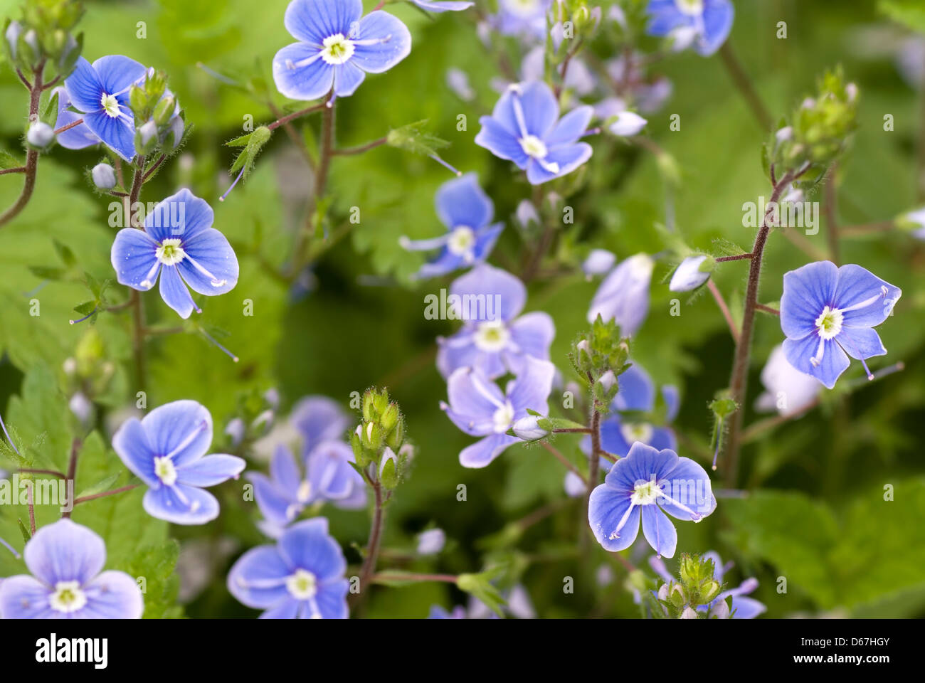 blaue kleine Blume wächst wild auf Wiese Stockfotografie Alamy