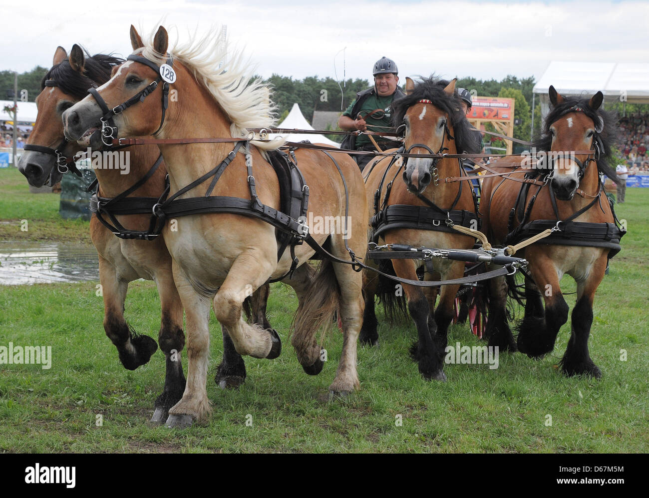 Eine Chaise Wagen paar Pferderennen rund um die Strecke in Brück, Deutschland, 23. Juni 2012. Das "Rennen der Titanen" findet zum 11. Mal. Foto: BERND SETTNIK Stockfoto