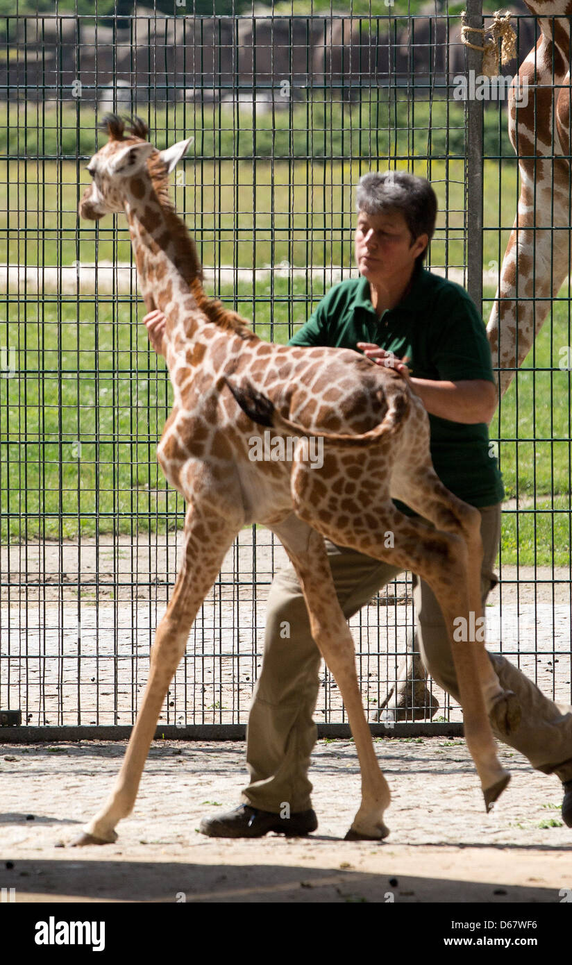 Uganda-Giraffe steht Jule neben ihrem Tierpfleger im Zoo in Berlin, Deutschland, 29. Juni 2012. Das Giraffen-Kalb geboren am 10. Juni 2012. Foto: Jörg CARSTENSEN Stockfoto