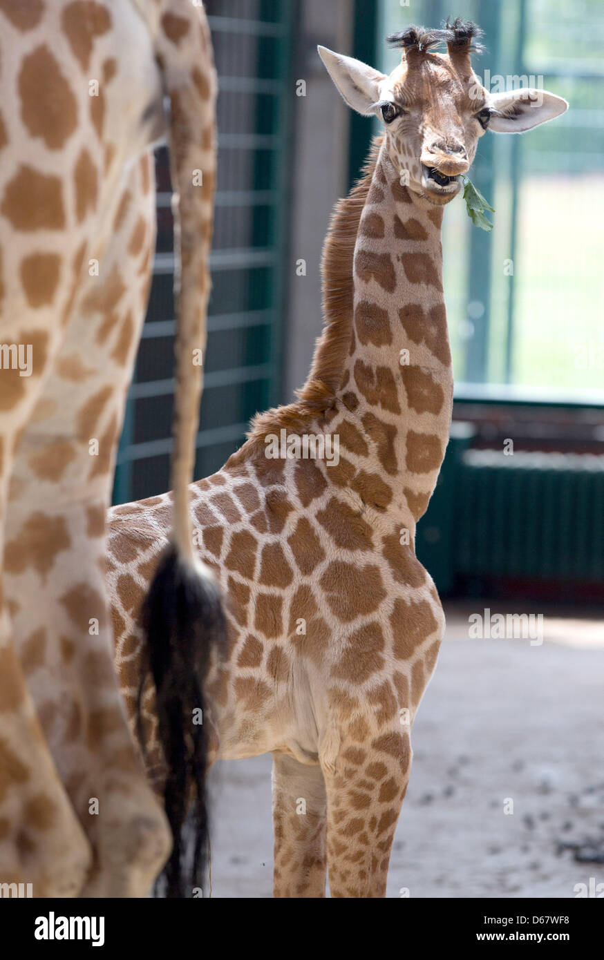 Uganda-Giraffe Jule (R) isst ein Blatt neben ihrer Mutter Jette im Zoo in Berlin, Deutschland, 29. Juni 2012. Das Giraffen-Kalb geboren am 10. Juni 2012. Foto: Jörg CARSTENSEN Stockfoto