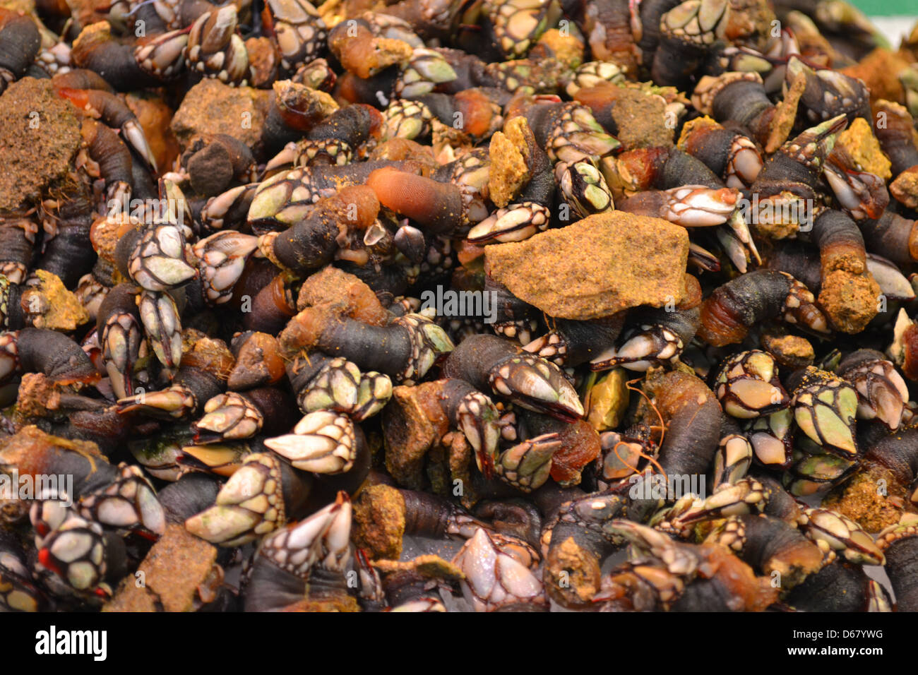 Krallen an Fisch stall, Lebensmittel Markt La Boqueria, Barcelona. Stockfoto