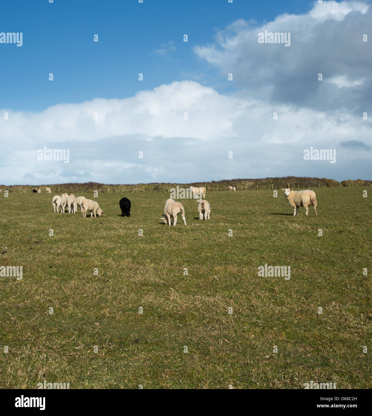 Frühjahr Lämmer in einem Feld auf der Küste von North Devon. Stockfoto