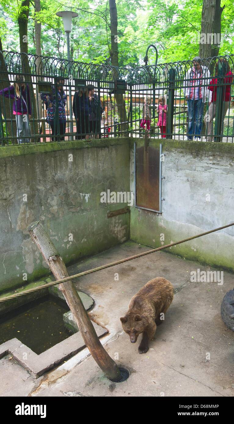 Besucher beobachten weibliche Braunbären Jette im Zoo Wartenberg in Calbe (Saale), Deutschland, 17. Juli 2012. Viele Menschen genießen einen Besuch in Wartenberg, aufgrund der vielen Tiere im Park. Foto: Jens Wolf Stockfoto