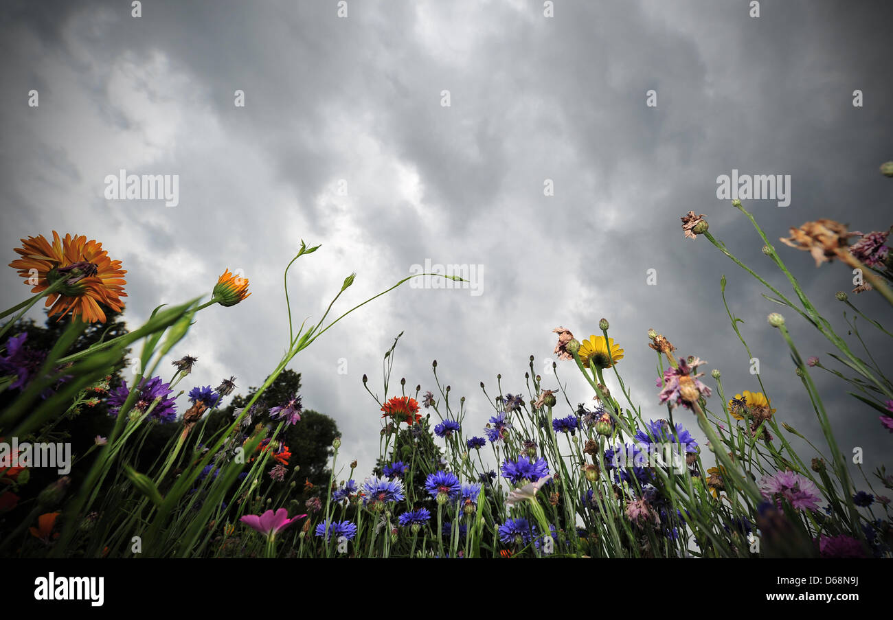Dunkle Wolken fahren über eine Wildblumenwiese in Schwaebisch Gmuend, Deutschland, 19. Juli 2012. Die Wetter-Outlokk für die Farbanteile ist nicht gut. Foto: JAN-PHILIPP STROBEL Stockfoto