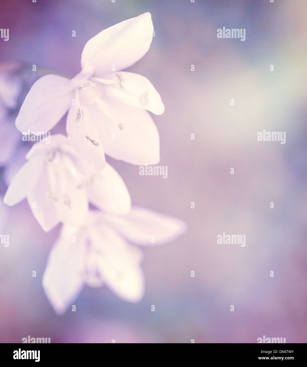 Sanfte weiße Blumen auf lila Hintergrund, Weichzeichner, bildende Kunst, floral Grenze Frühjahrssaison Stockfoto
