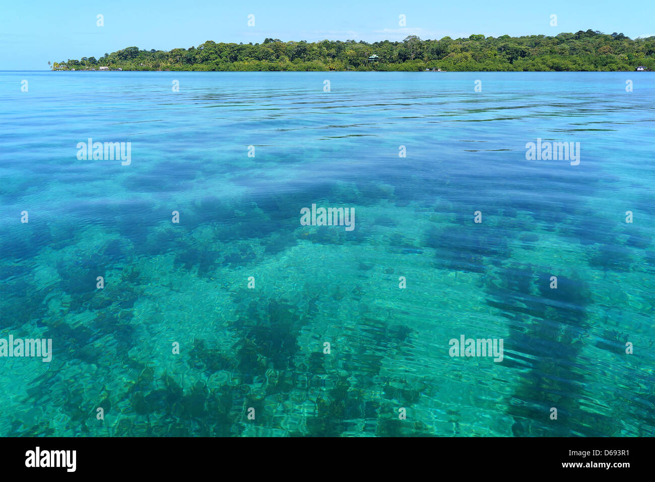 Transparente und ruhiges Wasser im Karibischen Meer mit solarte Insel im Hintergrund, Bocas del Toro, Panama Stockfoto