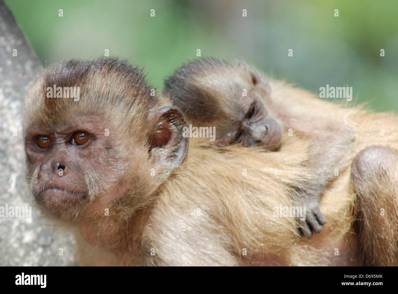 Mutter und Baby Monkey. Rio Preguiças. Barreirinhas. Maranhão. Brasilien Stockfoto