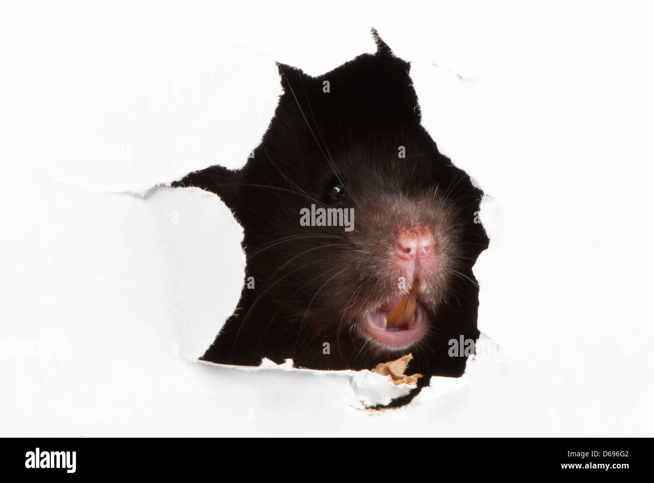 Böse schwarze Goldhamster suchen durch das zerlumpte Loch im Papier Stockfoto