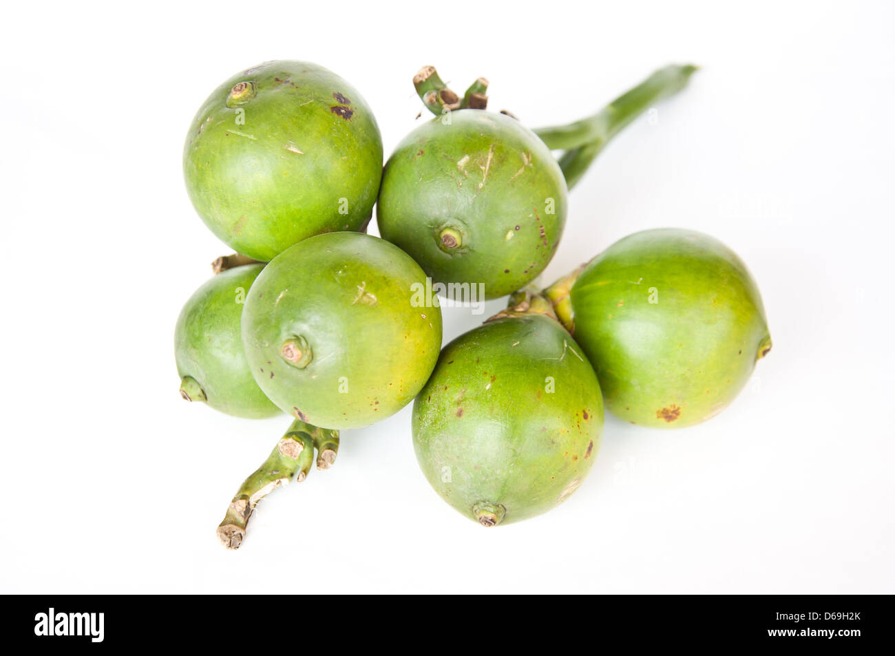 Betel Palm auf weißem Hintergrund Stockfoto