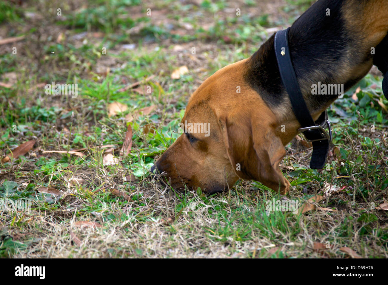 Polizei K9 Hund, Bluthund, Tracking. Stockfoto